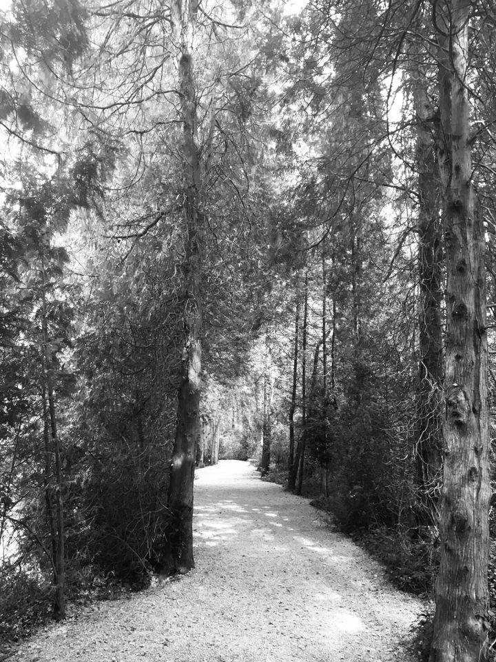 A path through trees at Dachau concentration camp.