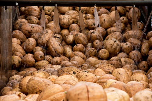Pumpkins travel through a washer while being unloaded from a trailer at the Nestle USA Libby's Pumpkin processing facility in Morton, Illinois in 2014. The pumpkins, a strain of Dickinson Pumpkin, are grown under contract for Libby's over several thousand acres in north central Illinois.
