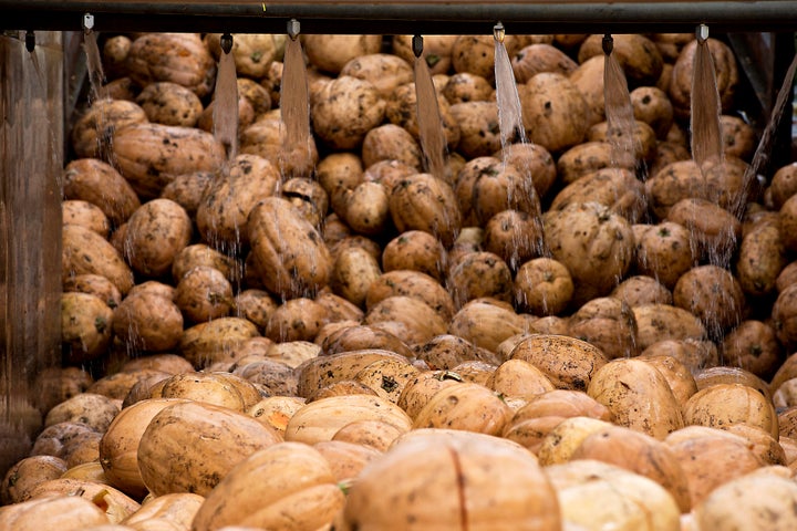 Pumpkins travel through a washer while being unloaded from a trailer at the Nestle USA Libby's Pumpkin processing facility in Morton, Illinois in 2014. 