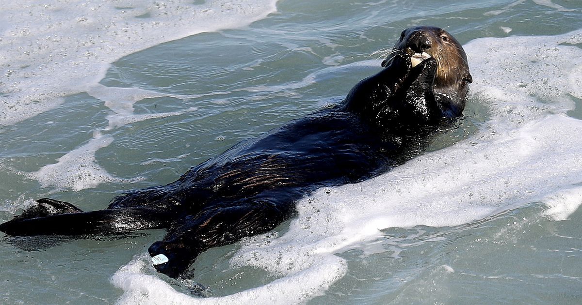 A sea otter is terrorizing California surfers - Los Angeles Times