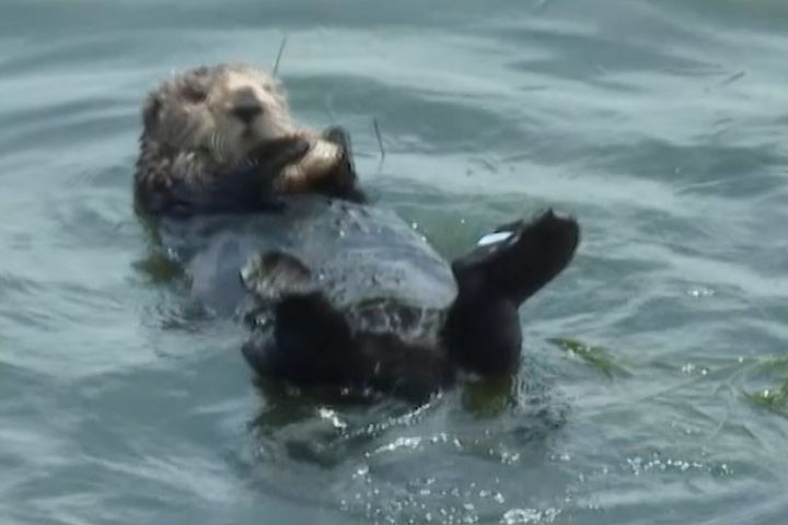 Otter 841 is shown on a video from July, when wildlife authorities were in hot pursuit.