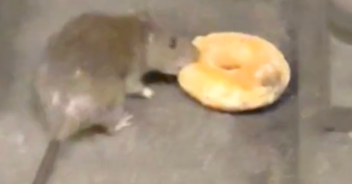 New York City Rats Go Viral Over Shared Love For A Subway Donut ...