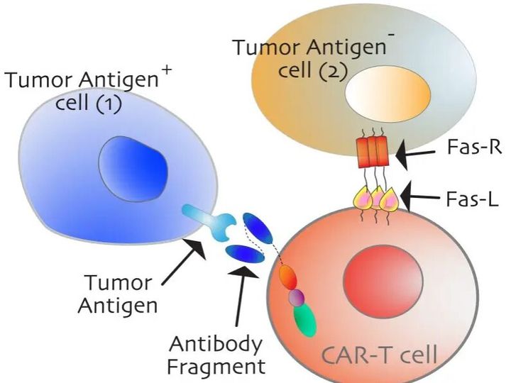 Το αντιγονοθετικό καρκινικό κύτταρο (μπλε, αριστερά) είναι άμεσος στόχος των CAR Τ-κυττάρων (ανοιχτό κόκκινο) λόγω επαφών αντισώματος-αντιγόνου υψηλής συγγένειας. Αντίθετα, ένα αντιγονο-αρνητικό καρκινικό κύτταρο (ανοιχτό χρυσό, δεξιά) σκοτώνεται από τη θανάτωση «παρευρισκομένων» με τη μεσολάβηση του Fas. Οι ασθενείς με καρκίνο με υψηλή έκφραση Fas, αναμένεται να ανταποκριθούν σημαντικά καλύτερα στις ανοσοθεραπείες. 