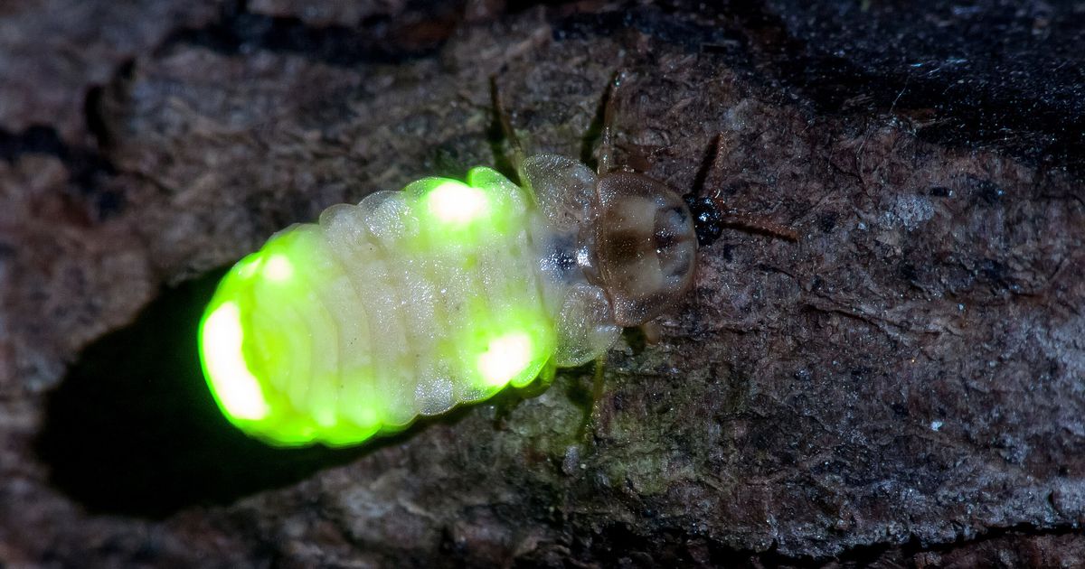 This Is Why We Could Be Seeing More Glow-Worms In The UK