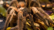 Tarantula Blamed For Crash That Hospitalized Motorcyclist