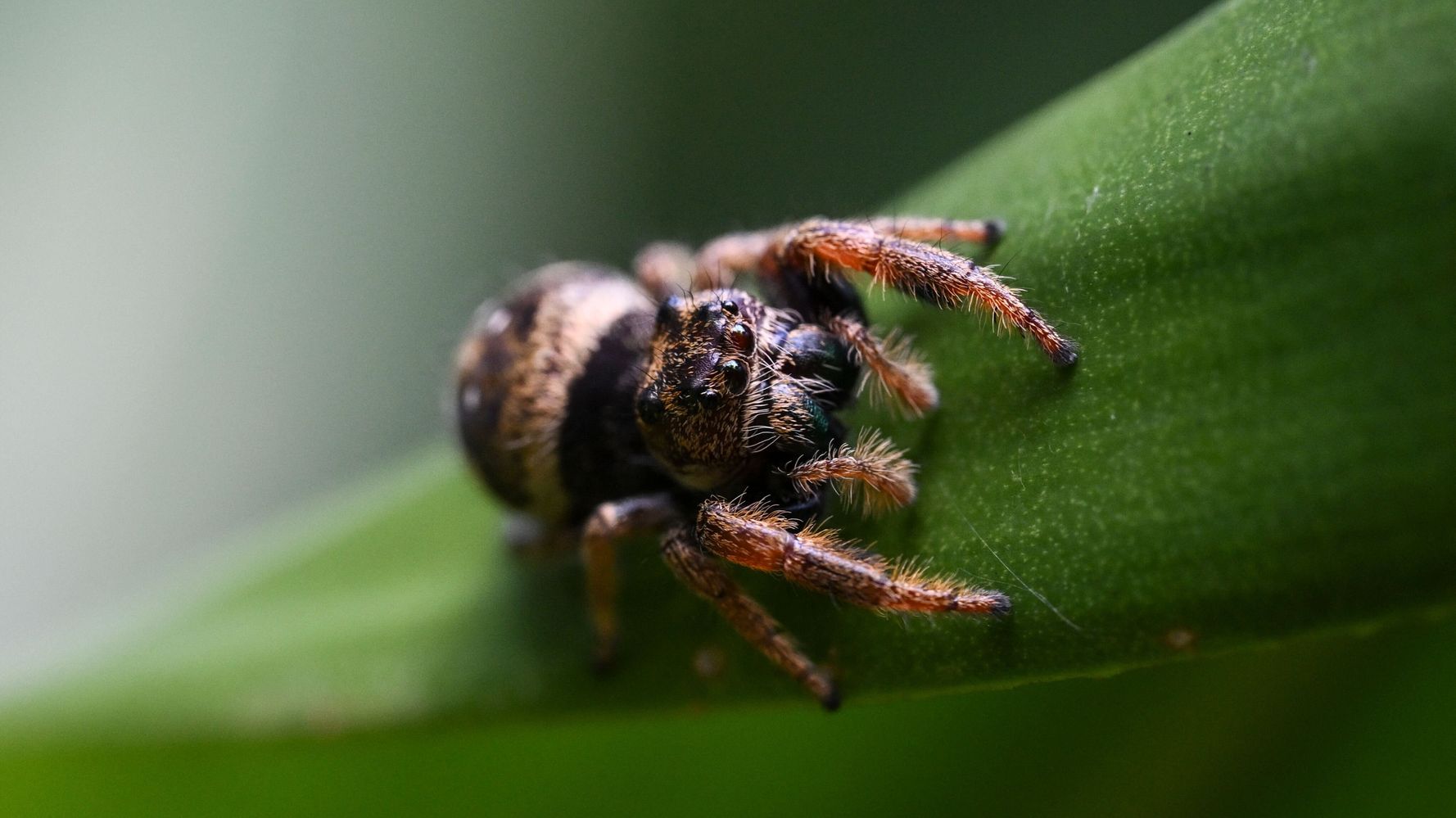 What is Australia's spider apocalypse? - Deseret News