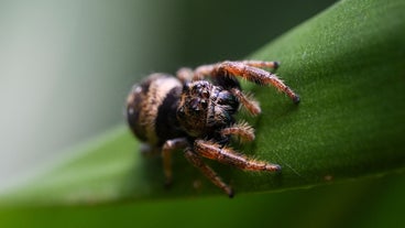 Large Invasive Spider Species Growing in 'Extreme Numbers' in Georgia