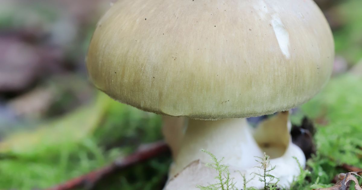 Australian Woman Charged With Murder After In Laws Suspected Mushroom Poisoning Huffpost 