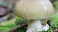 Australian Woman Charged With Murder After In-Laws’ Suspected Mushroom Poisoning