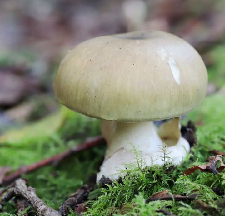 Death cap mushrooms (Amanita phalloides) are highly toxic, even in small amounts.