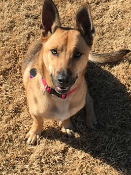 Shayna Punim (Yiddish for "beautiful face"), the author's chow chow/shepherd mix.