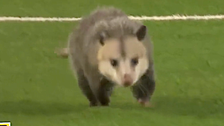 Opossum Runs On Field During Texas Tech Game And Absolutely Refuses To Leave