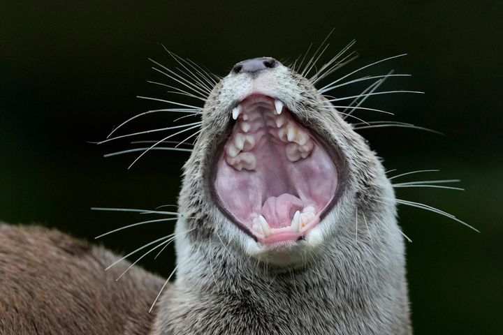 River otters are carnivorous mammals that use their sharp teeth and claws to kill.