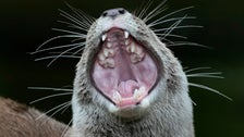 ‘It Felt Like They Wanted To Kill Me’: California Man Recounts Vicious Otter Attack