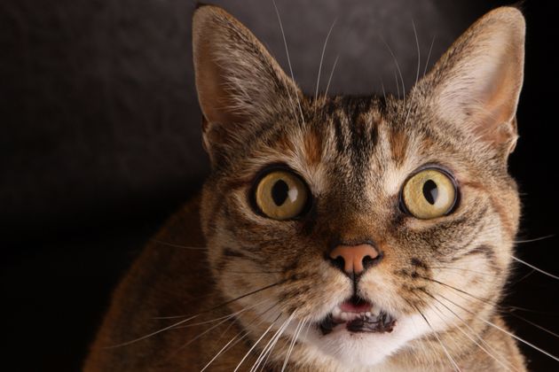 A female domestic indoor cat with a surprised wide eyed facial expression.