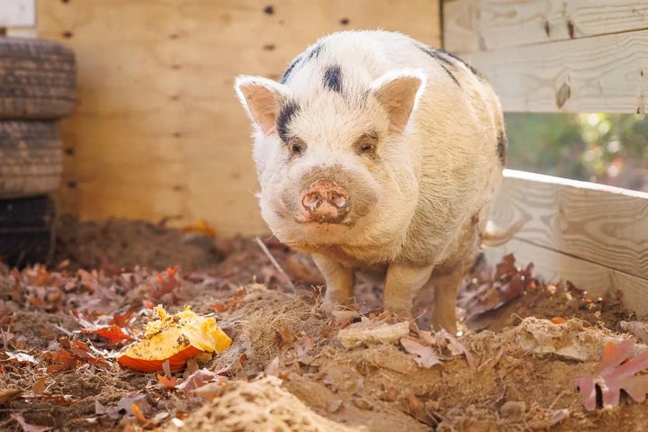 逃走したケヴィン・ベーコン