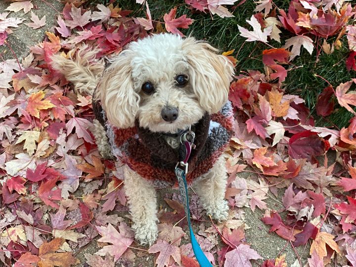 The author adopted Peach, a 9-pound poodle mix rescued as a stray.