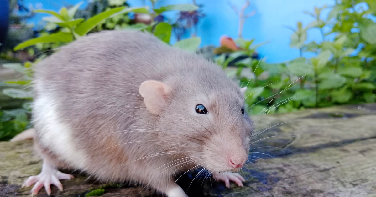 Oh Good, Rats Apparently Have Imaginations HuffPost UK Life