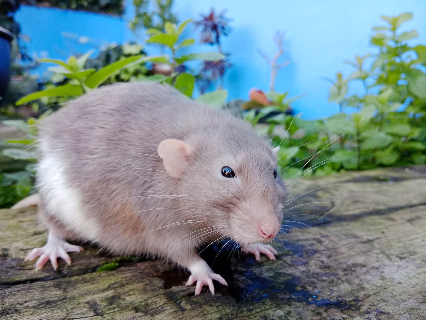 Oh Good, Rats Apparently Have Imaginations | HuffPost UK Life