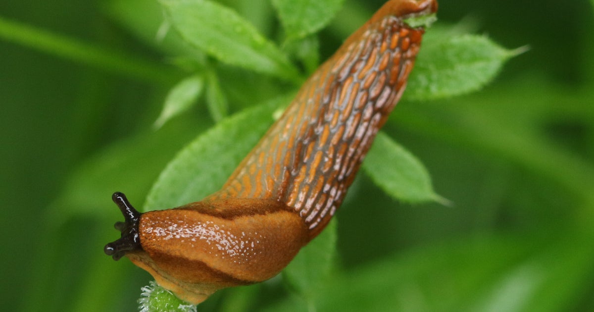 UK Gardeners Called On To Collect Slugs – Here's Why - Vimarsana News
