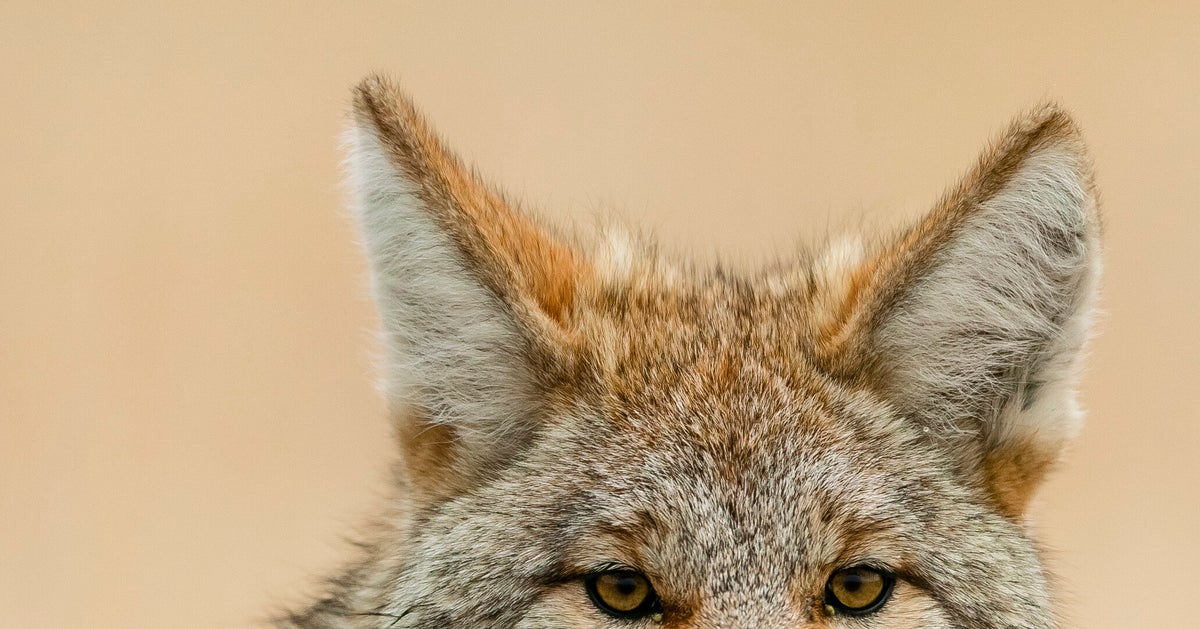 The Chillest, Most Handsome Coyote Lounges On Patio Couch In San Francisco