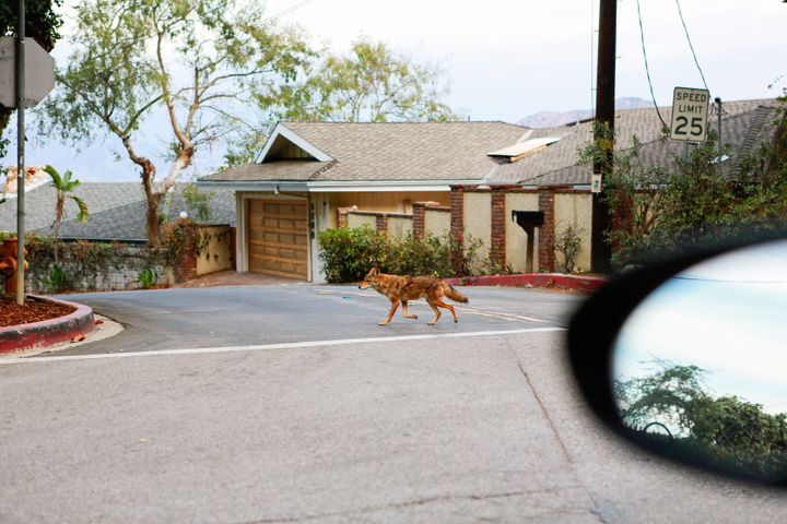 A lone coyote crosses a city street in a residential neighborhood in Los Angeles in 2013.
