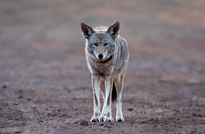 A female coyote that has been tagged and collared walks through a vehicle pullout where wildlife biologists have been conducting a study of coyotes that populate the area of the Marin Headlands in the Golden Gate National Recreation Area near Sausalito, California, in 2020.