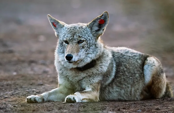 The Chillest, Most Handsome Coyote Lounges On Patio Couch In San Francisco