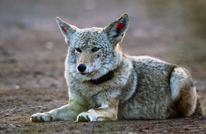 The same female coyote near Sausalito, California. 