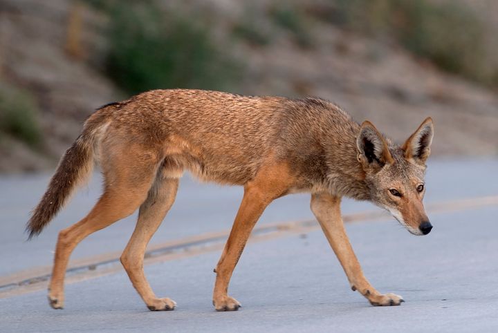 Coyote Tracking in the Marin Headlands (U.S. National Park Service)