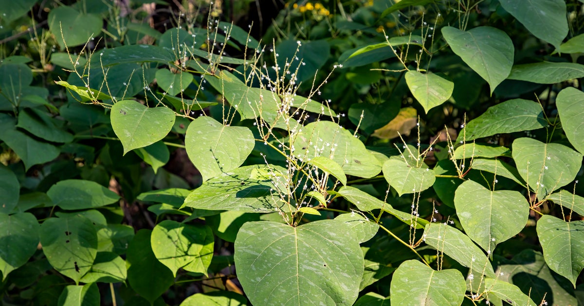 A Tiny Insect Could Combat Japanese Knotweed Infestations - Vimarsana News