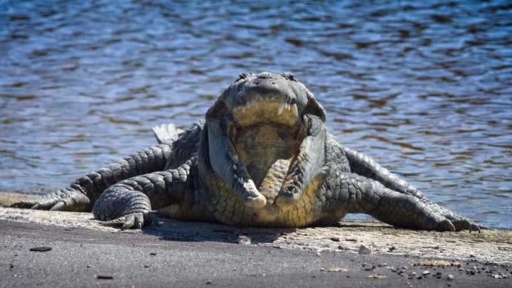 Crocodylus acutus