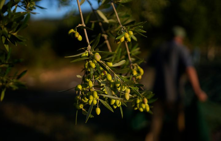 Surging olive oil prices, driven in part by two years of drought in Spain, has meant opportunity for criminals across the Mediterranean.