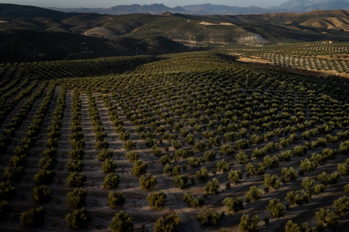 The thefts are driving some growers to harvest early, which means accepting lower yields to avoid long-term damage to their trees.