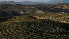  Chainsaw-Wielding Thieves Target Olive Trees Amid Soaring Oil Prices