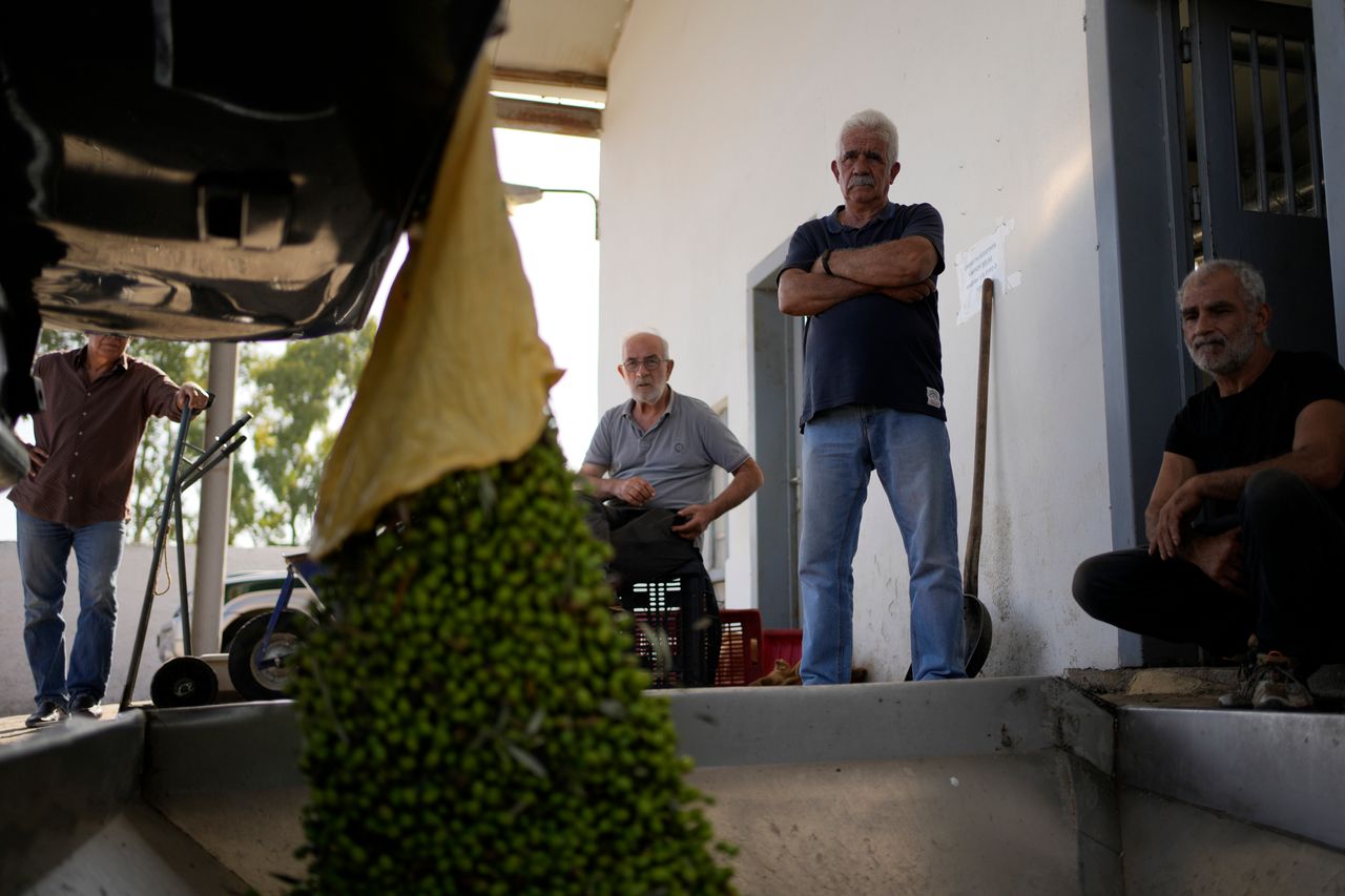 Ένας άνδρας ξεφορτώνει ελιές σε κάδο φόρτωσης σε ελαιοτριβείο στα Σπάτα (Aθήνα, 23/10/2023)