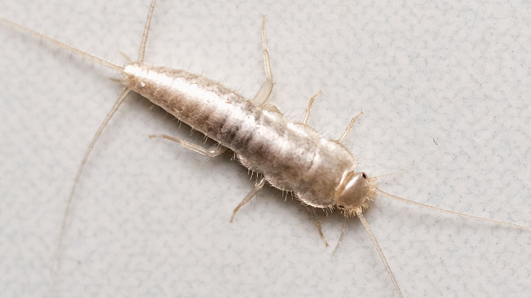 Silverfish: This Bathroom Creepy Crawly Might Be A Sign Of A Leak