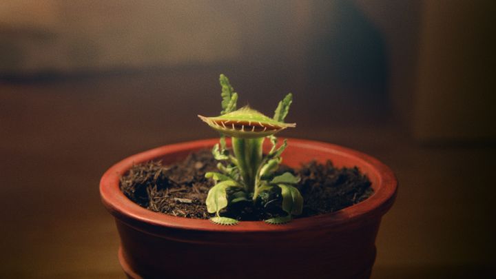 John Lewis' new Christmas ad introduces is to Snapper the Venus flytrap