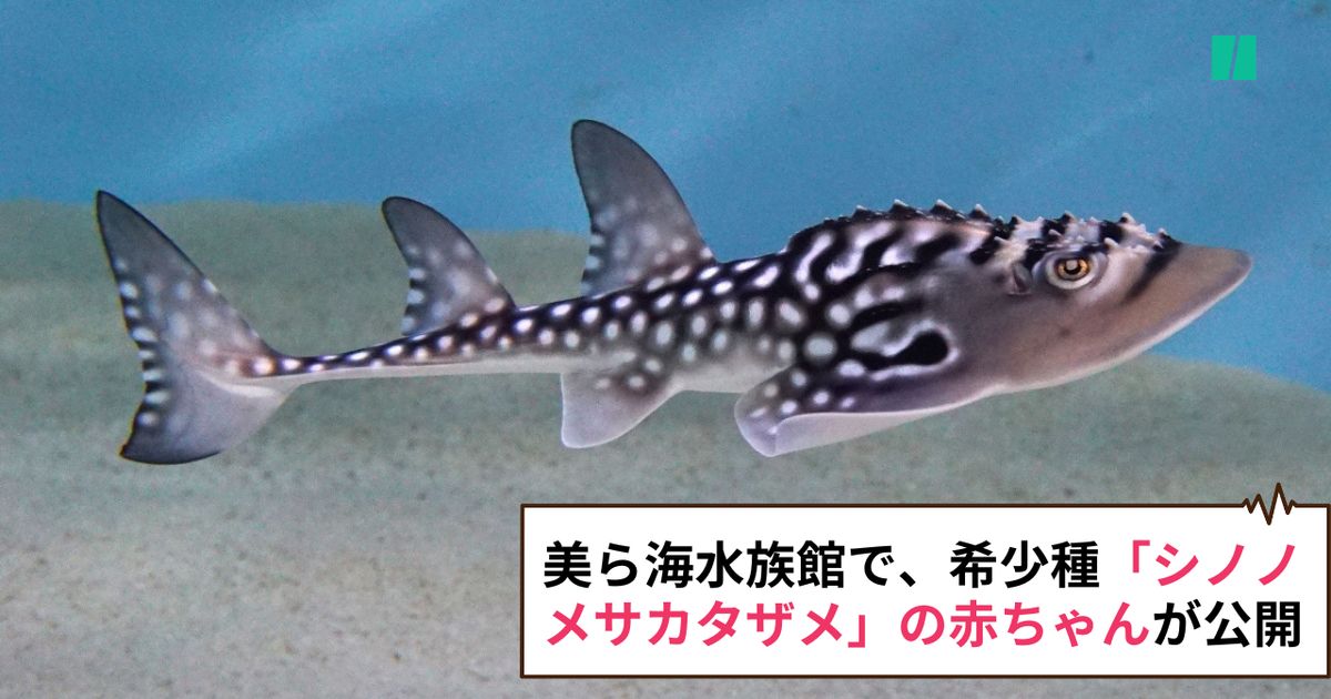 サメのようなエイ」の赤ちゃんが美ら海水族館で公開。希少種シノノメ