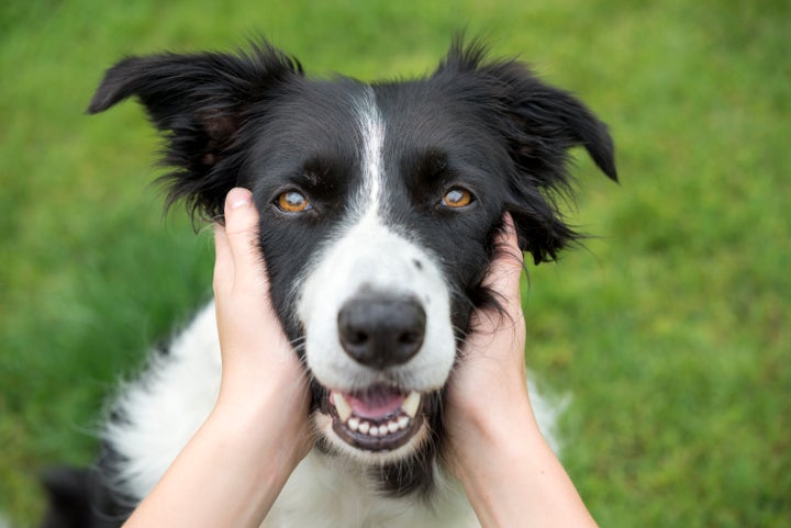 Keep your dog's pearly whites safe and intact by avoiding hard bones.