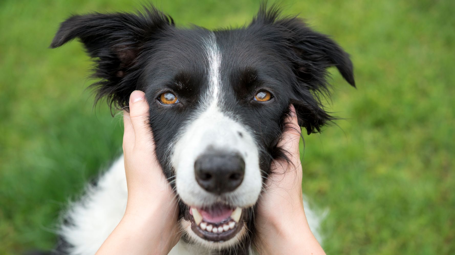 Hard bones for best sale dogs