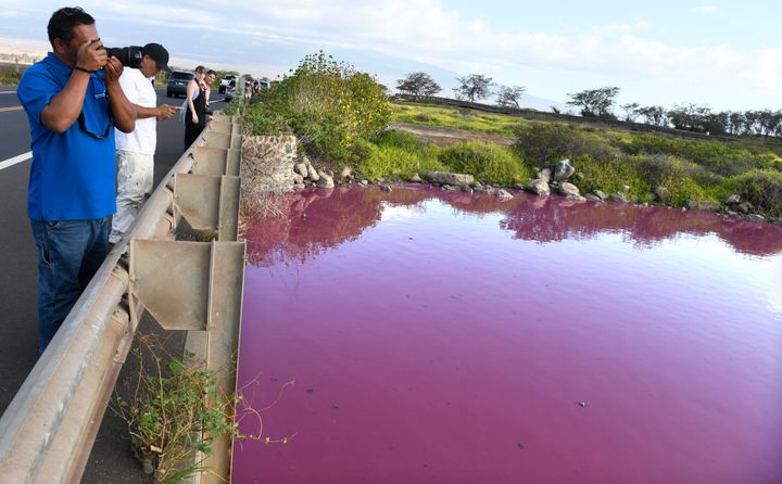 Severino Urubio of Hilo, Hawaii snaps photos of Kealia Pond's pink water at Kealia Pond National Wildlife Refuge in Kihei, Hawaii on Wednesday, Nov. 8, 2023. Officials in Hawaii are investigating why the pond turned pink, but there are some indications that drought may be to blame. (Matthew Thayer/The Maui News via AP)