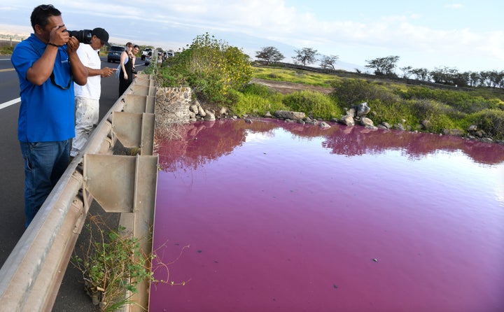 Severino Urubio of Hilo, Hawaii snaps photos of Kealia Pond's pink water at Kealia Pond National Wildlife Refuge in Kihei, Hawaii on Wednesday, Nov. 8, 2023. Officials in Hawaii are investigating why the pond turned pink, but there are some indications that drought may be to blame. (Matthew Thayer/The Maui News via AP)