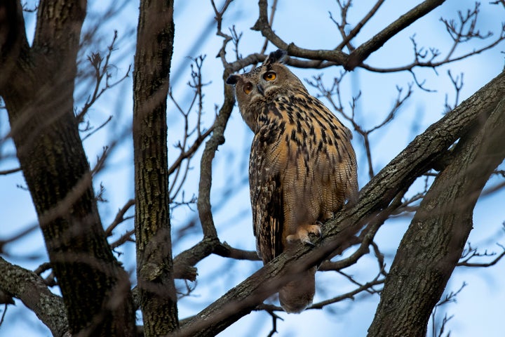 Flaco, back in February in Central Park.
