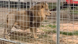 サーカスからライオンが脱走、イタリアの町をさまよう。5時間以上も徘徊、捕獲される【動画】