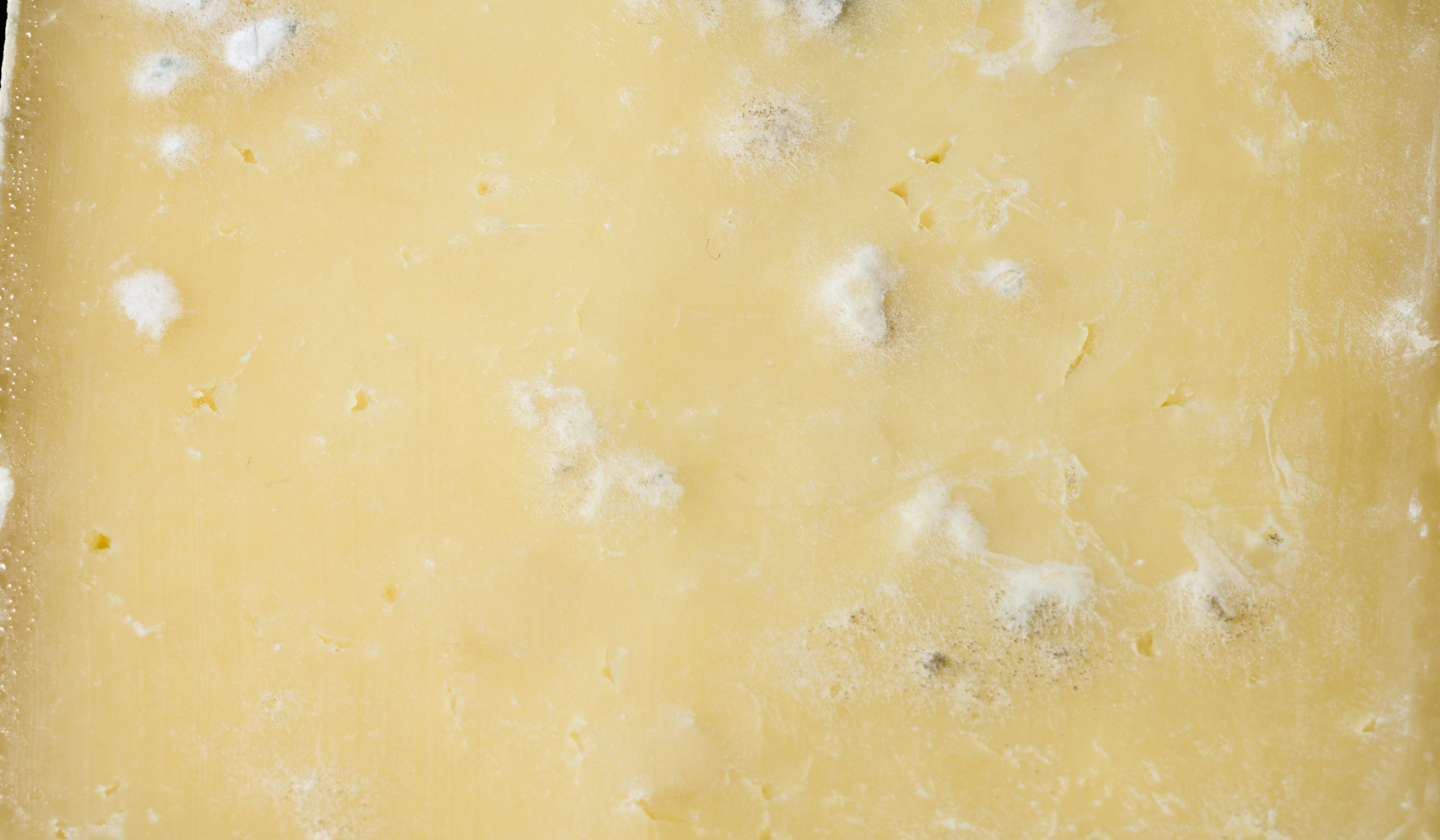 Is It Safe To Eat Mouldy Cheese HuffPost UK Life   6553576c2200005217cef726 