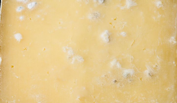 Extreme close up Wensleydale cheese with mold