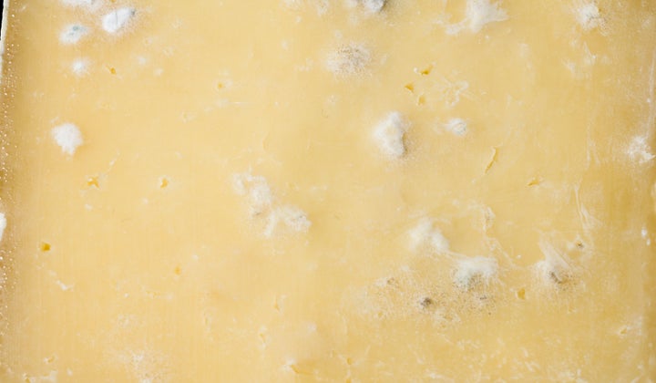 Extreme close up Wensleydale cheese with mold