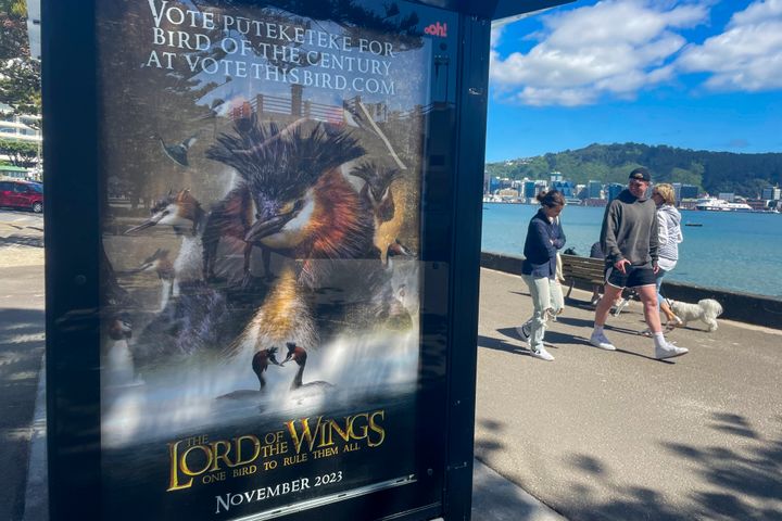 A billboard at a bus stop promotes comedian John Oliver's campaign for the pūteketeke in Wellington, New Zealand.