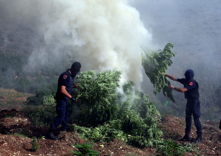 Η αλβανική αστυνομία καταστρέψει παράνομες καλλιέργειες κάνναβης